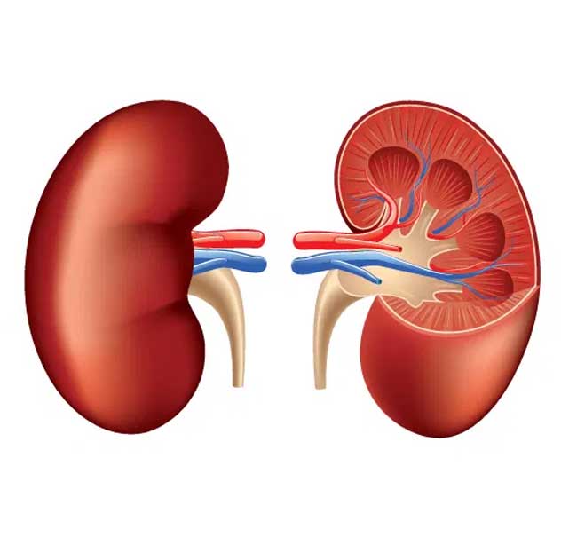 Kidney(Rental Cell) Cancer